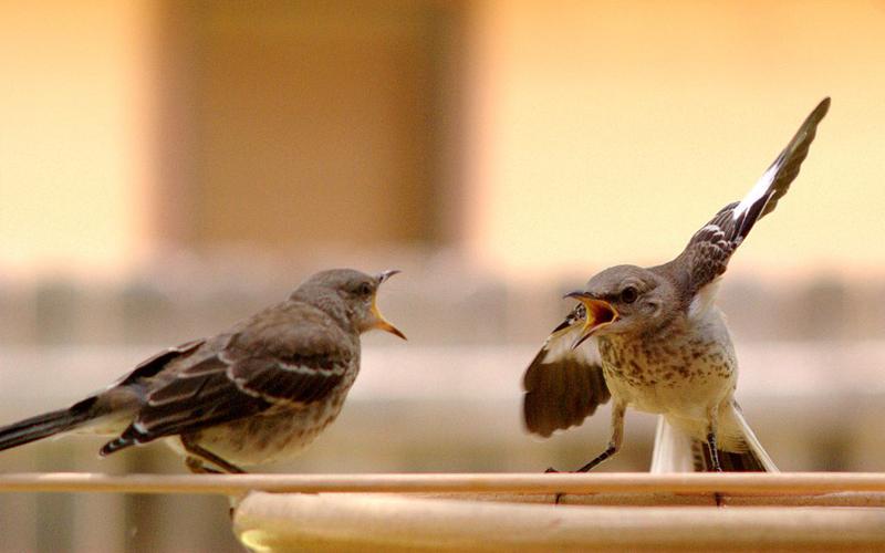 1024px-Mocking_Bird_Argument