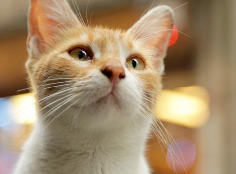 Kedi Documentary Sheds Light on the Life of Cats in Instanbul