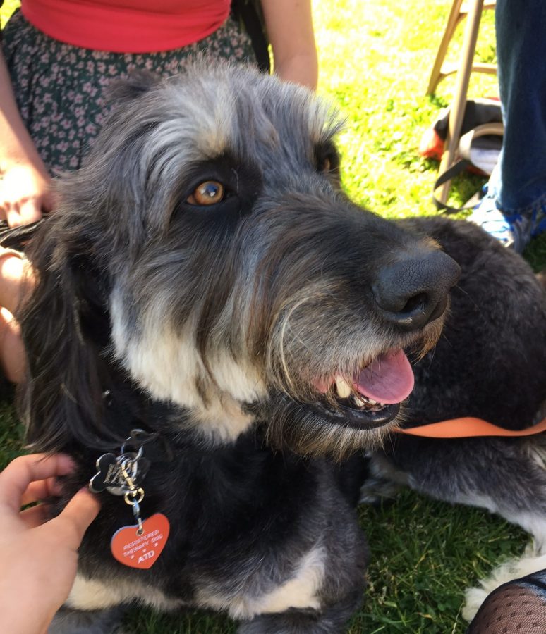 Furry Friends Visit SDA