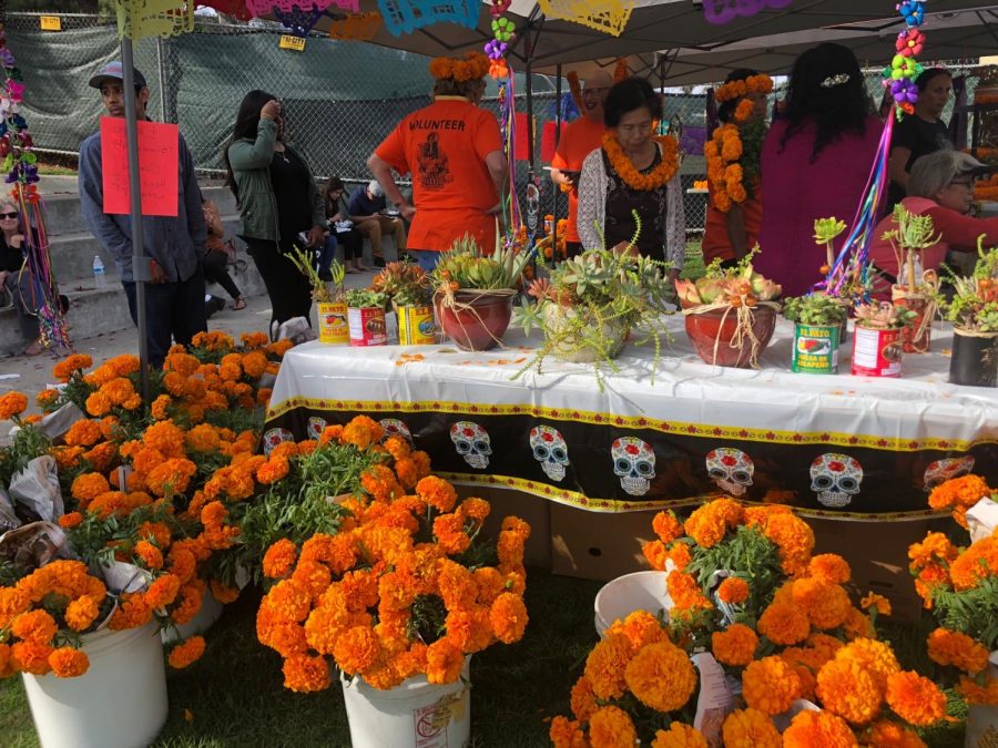 Marigolds are typically seen at Dia de Los Muertos celebrations because they are used to help guide spirits with their vibrant color.