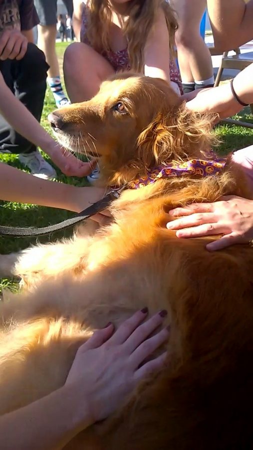 Max the Golden Retriever getting smothered with love and pets.