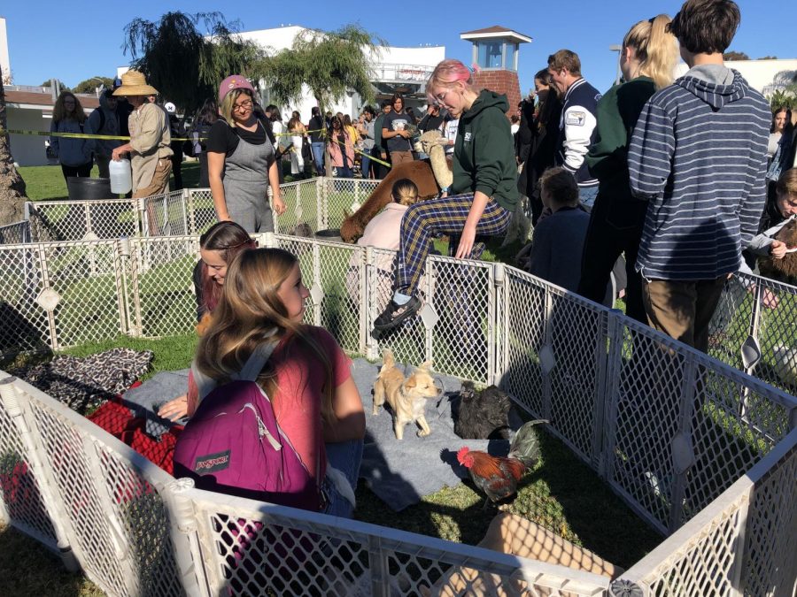 The popular petting zoo featured some alpacas, dogs, chickens, a goat, and other animals.