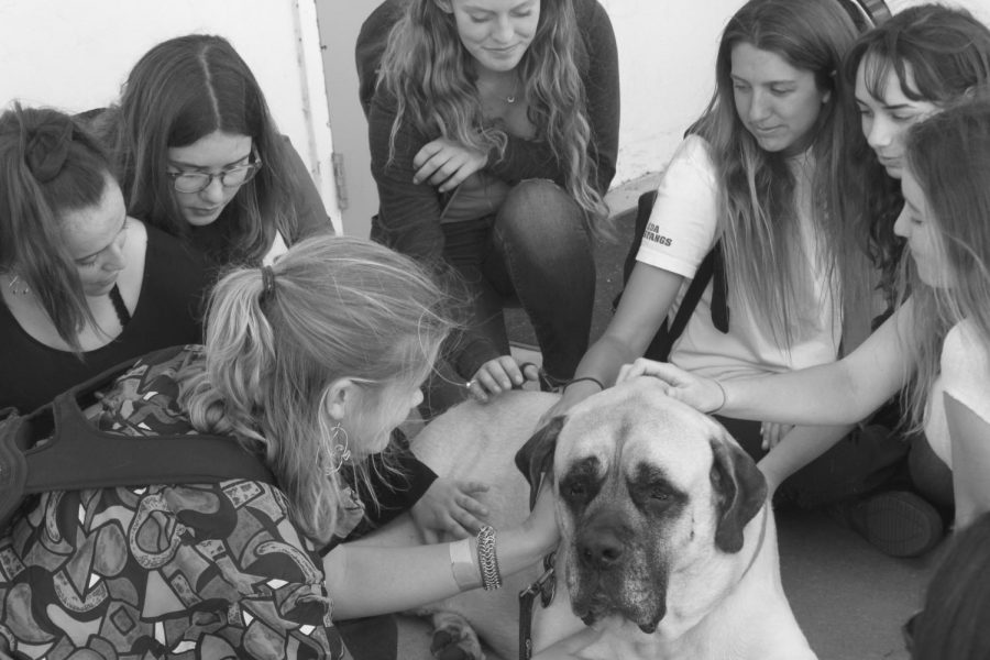 Students+pet+one+of+the+dogs+brought+on+campus+as+apart+of+the+Canine+Unwind+area+during+last+years+Exhibition+Day.+