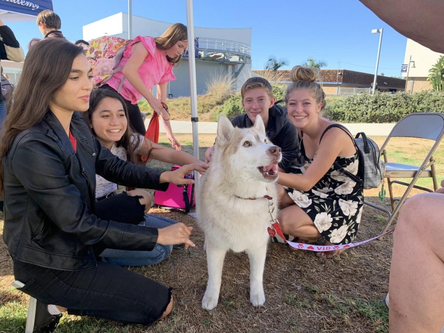 Students pet a husky.