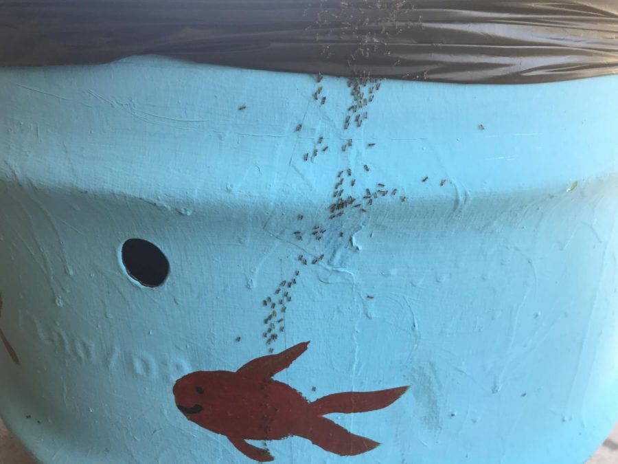  Trash can at school filled with a swarm of ants from bottom up.