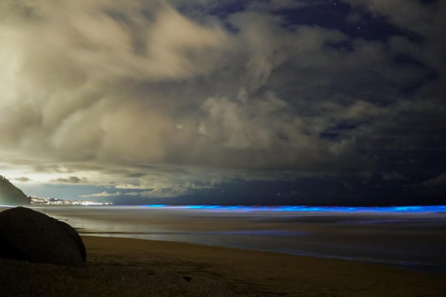 Biolumonescent waves in Encinitas.