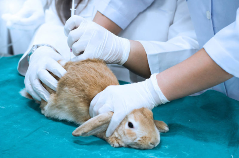 Scientists testing an injection on a rabbit. Courtesy of InVitro International