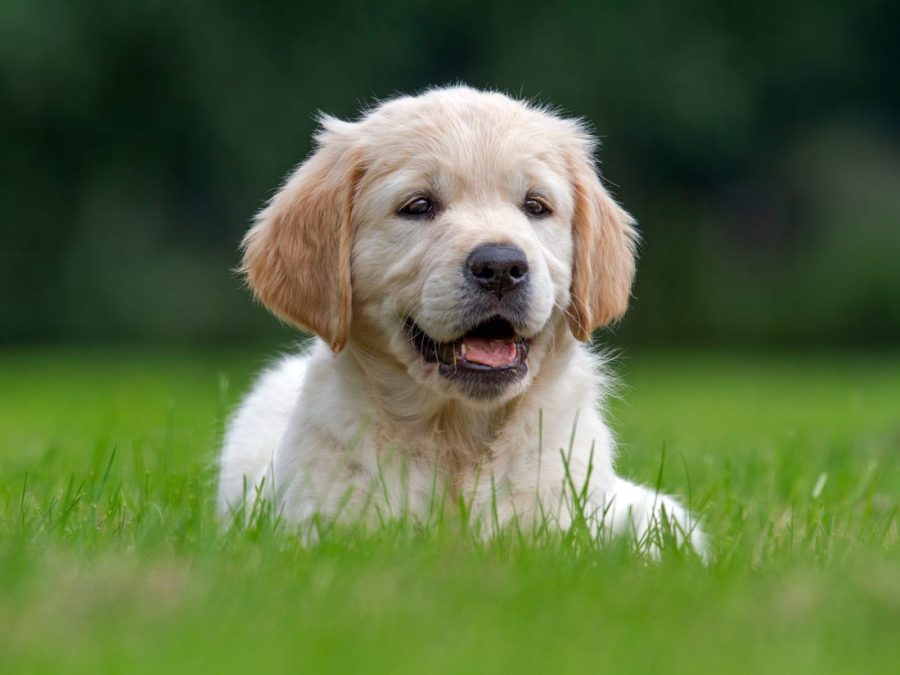 Picture+of+a+golden+retriever%2C+one+of+the+most+common+breeds+of+dog