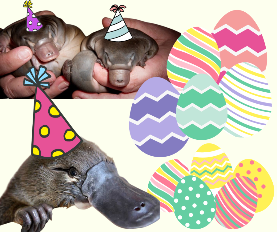 The+Easter+Platypus+in+all+its+glory