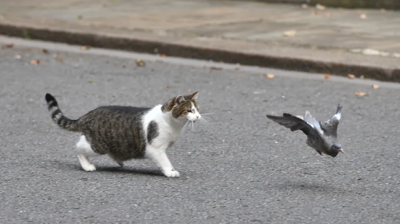 A cat stalks a bird on the street.