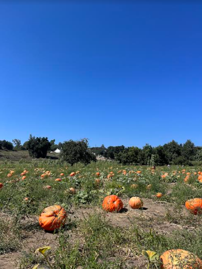 Bates Nut Farm in San Diego (shown above) is a fun fall spot to enjoy with family and friends.